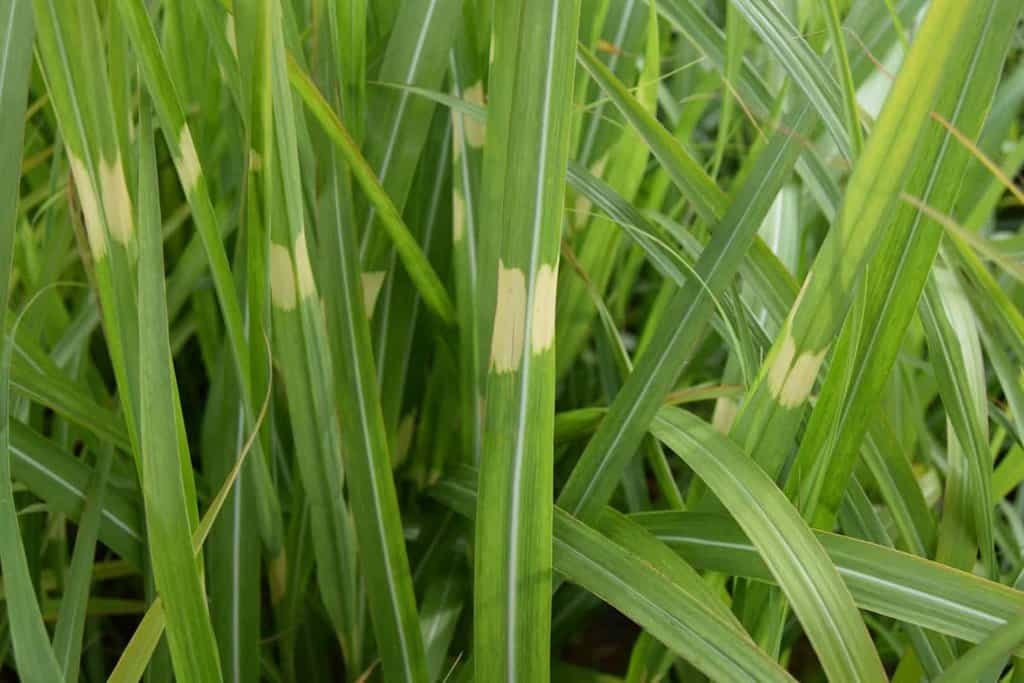 Miscanthus sinensis 'Zebrinus' ---